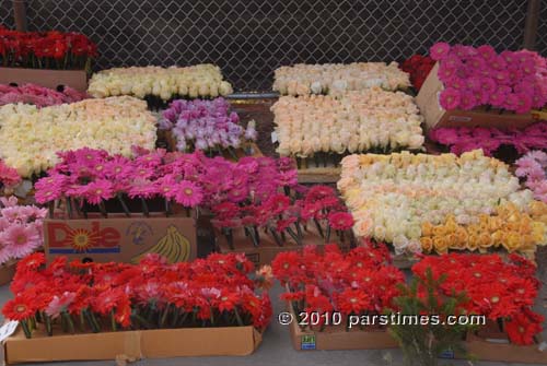 Fresh Roses - Pasadena (December 31, 2010) - by QH